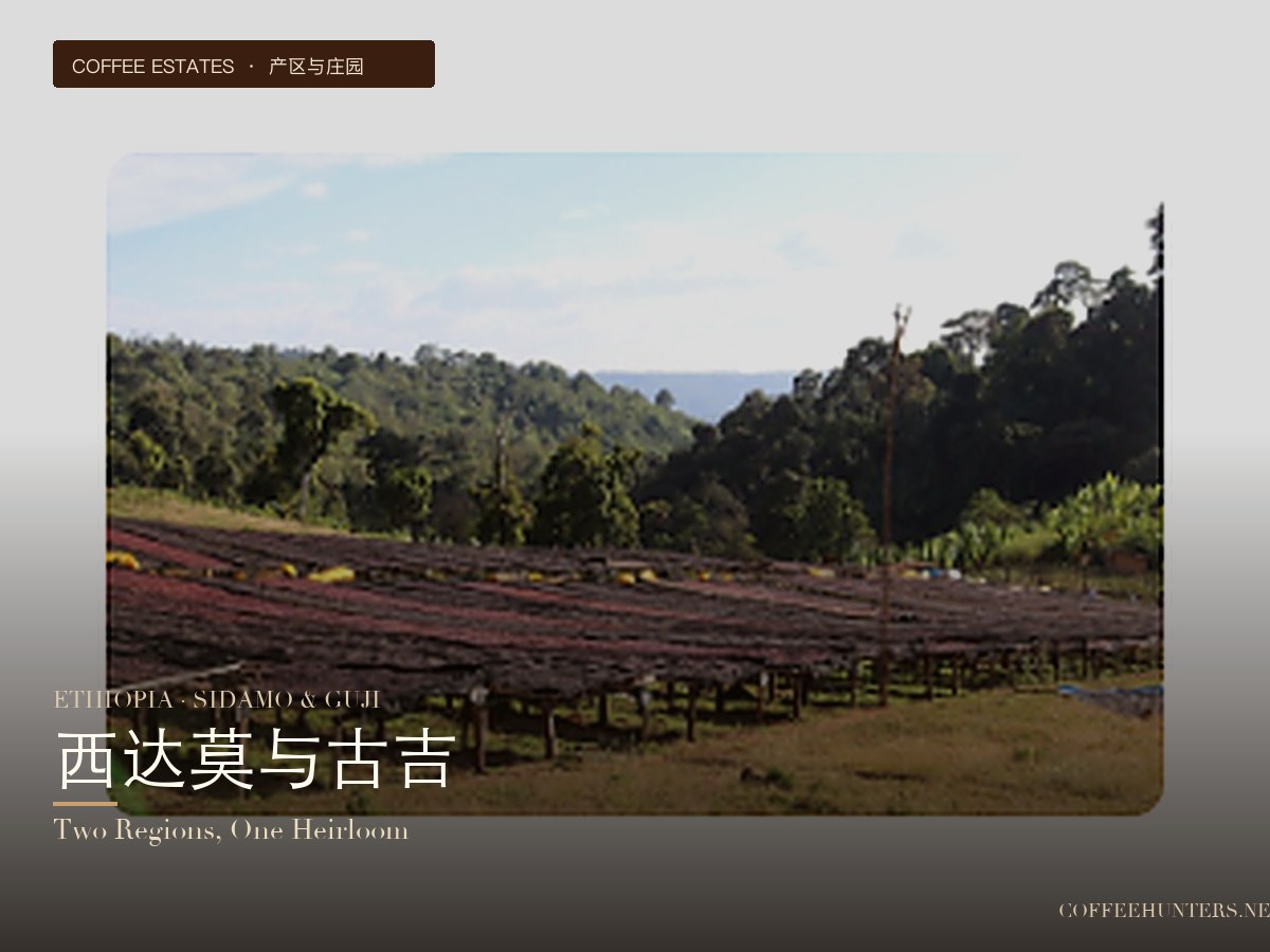 Ethiopia: Sidamo and Guji: A Flavor Divide Between Two Major Producing Regions