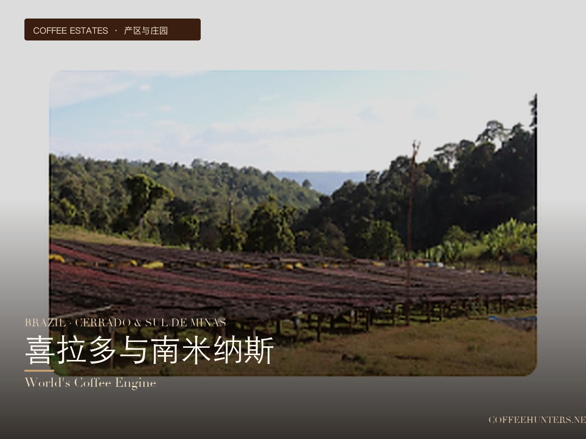 Brazil · Cerrado and Sul de Minas: The Backbone of Global Coffee Production