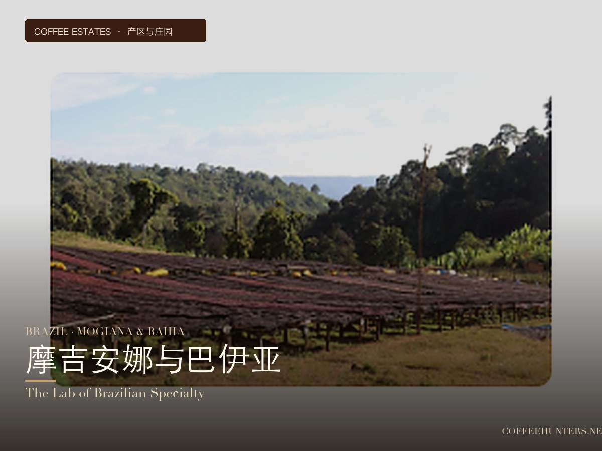 Brazil · Mogiana and Bahia: A Specialty Experiment Field
