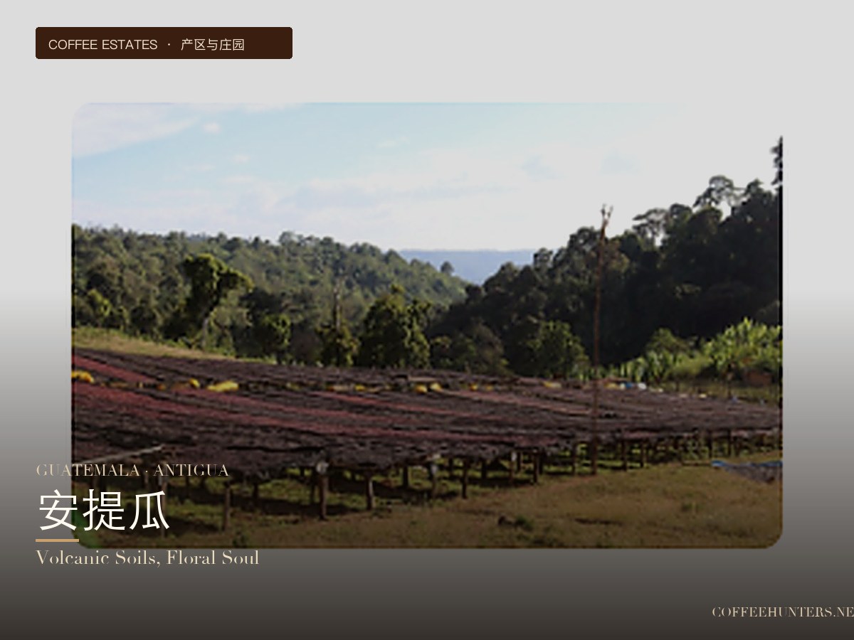 Guatemala Antigua: A Classic Collision of Volcanic Soil and Floral-Fruity Notes