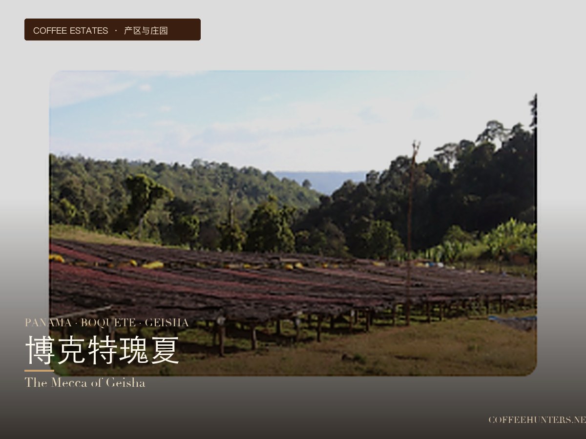 Panama · Boquete and Hacienda La Esmeralda: The Geisha Pilgrimage Site