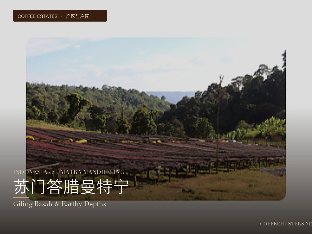 Indonesia · Sumatra Mandheling: The Rich, Low-Acidity Depth of Wet Hulling

