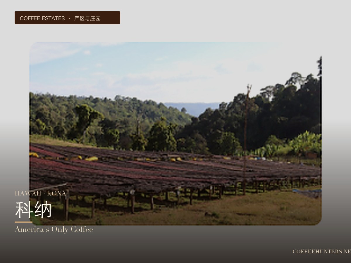 Hawaii·Kona: The Only American-Grown Coffee in the World