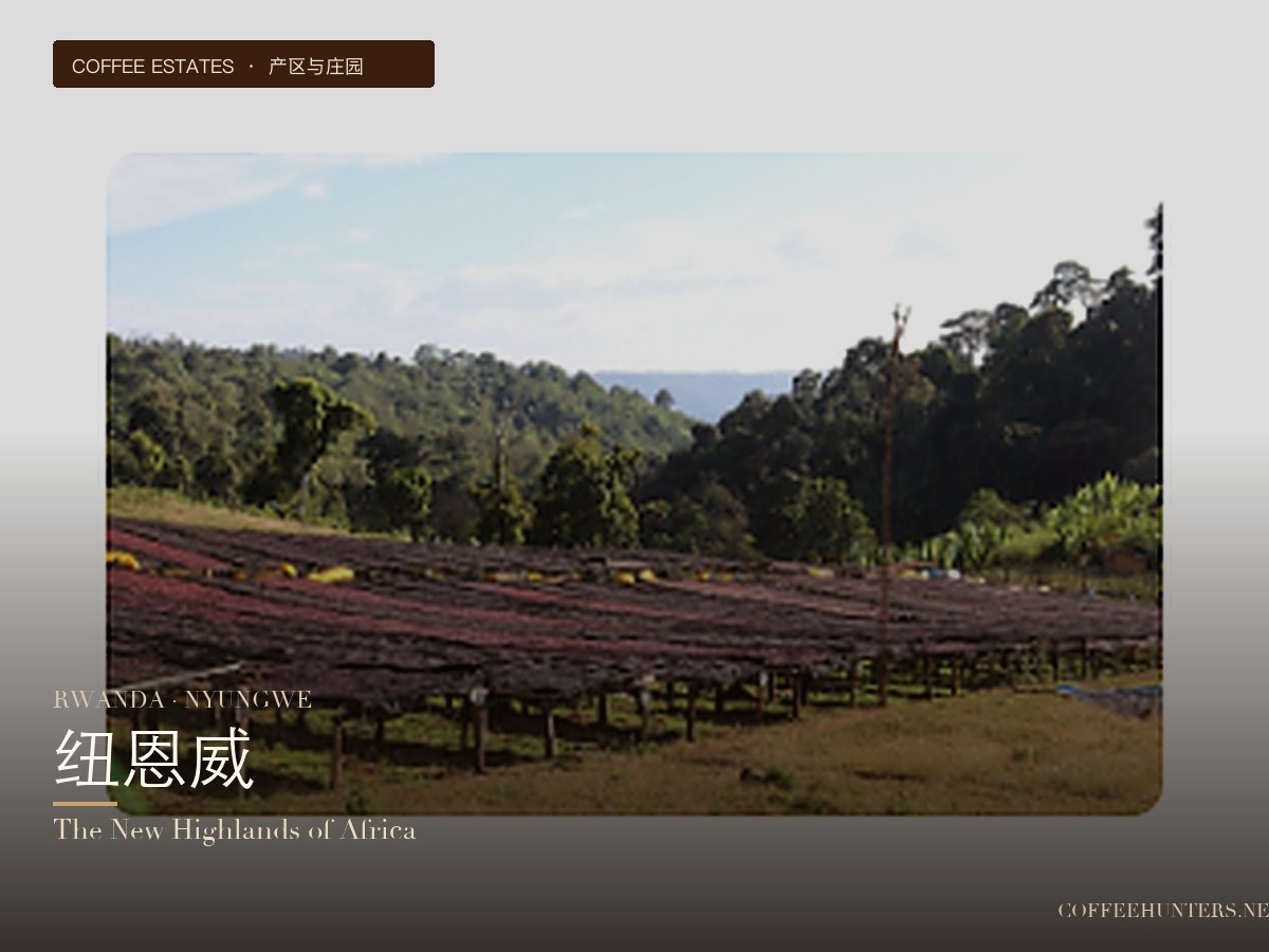 Rwanda Nyungwe: Africa's New Highland for Specialty Coffee