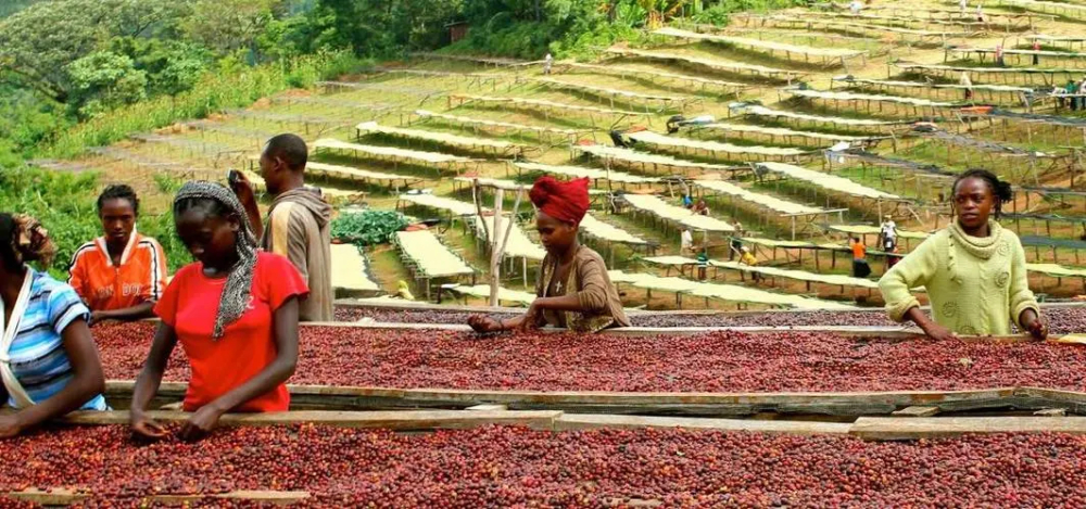 Famous Ethiopian Coffee Exports Hit by Shipping Delays