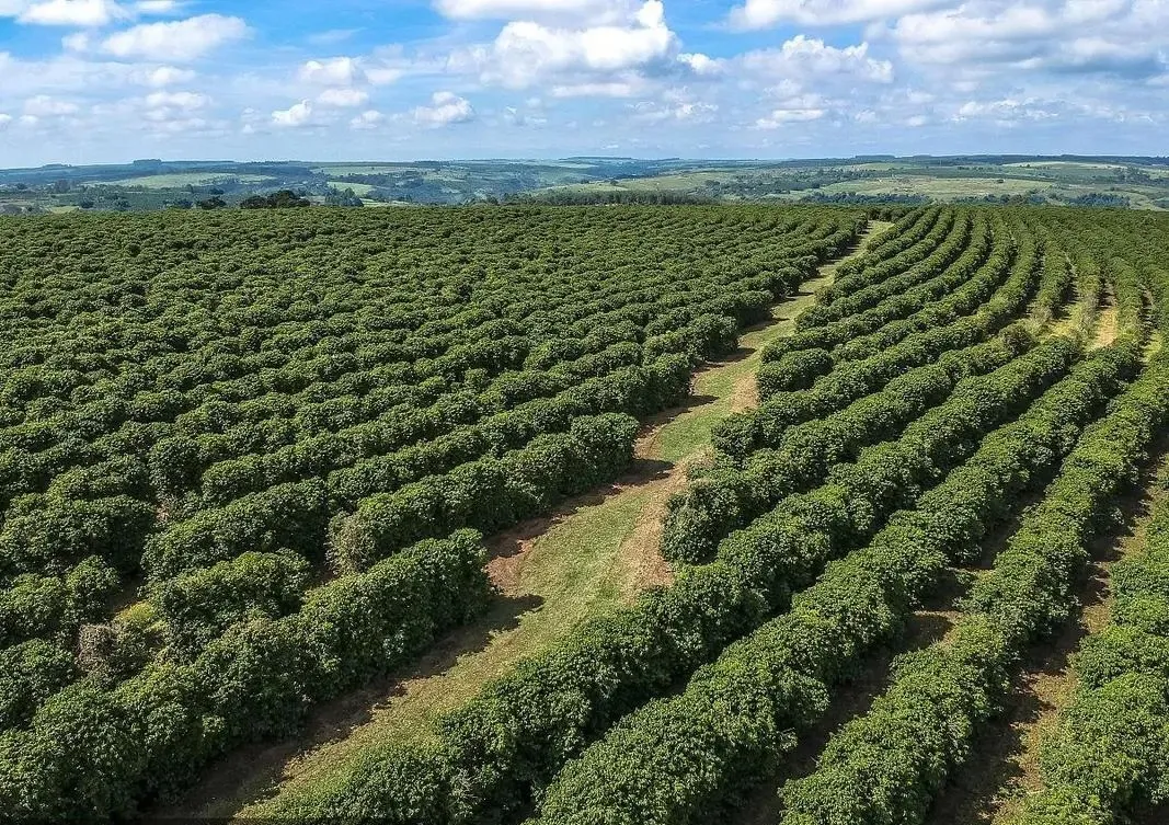 What Is Brazilian Coffee Facing as Storms Hit Crops?