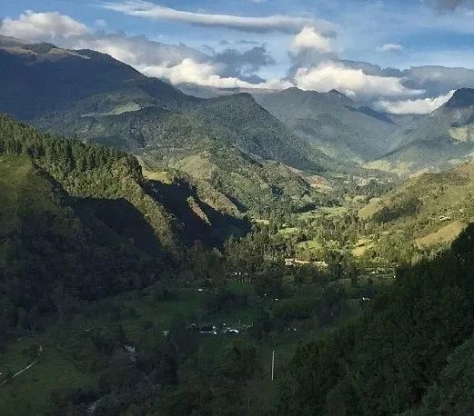 Colombian Coffee Beans Characteristics and Andean Growing Regions
