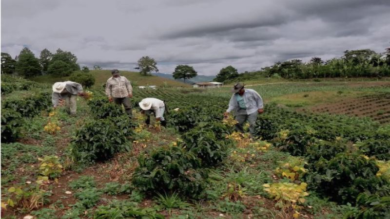 Honduras Among the Top Coffee Producing Countries