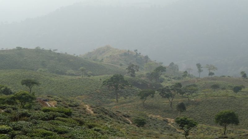 大吉岭红茶原料品种与产地生长条件：从山茶属三大类到风味形成机制