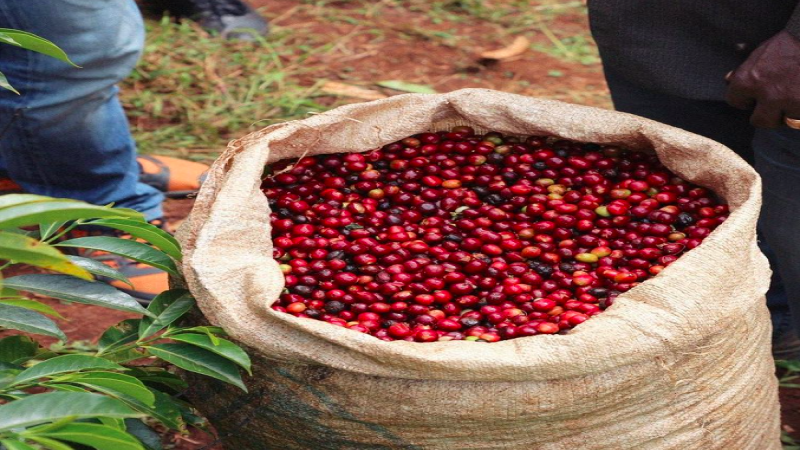 Exploring Panamanian Specialty Coffee Estates: A Guide to Buying Geisha Everyday Beans from Beginner to Advanced