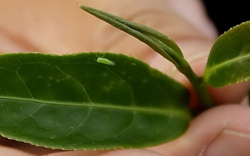 蜜香红茶茶树品种解析：台茶18号与青心大冇的蜜香成因及制茶差异