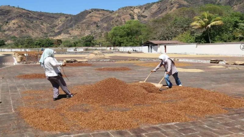 A Complete Guide to Brazil's Pulped Natural Process: Pectin Retention, Flavor Characteristics, and Its Connection to Honey Processing