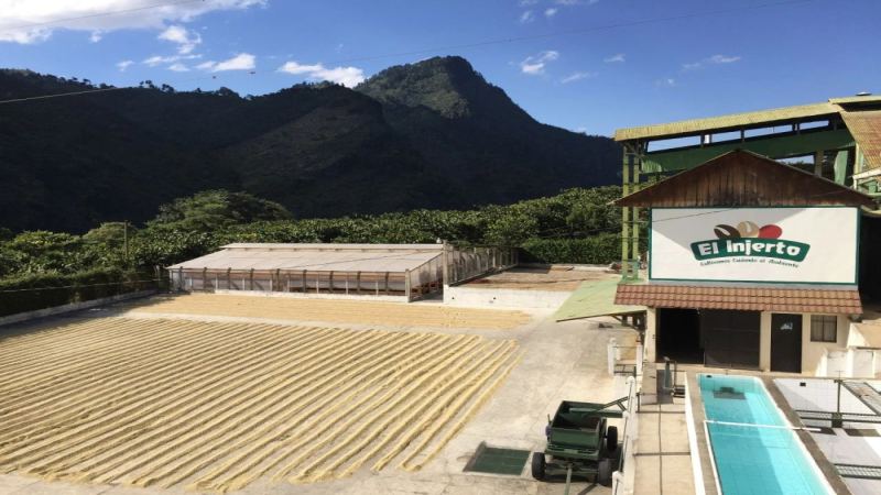 Guatemalan Coffee Flavor Analysis: A Complete Guide to Incht Manor's Geisha and Pacamara Varieties