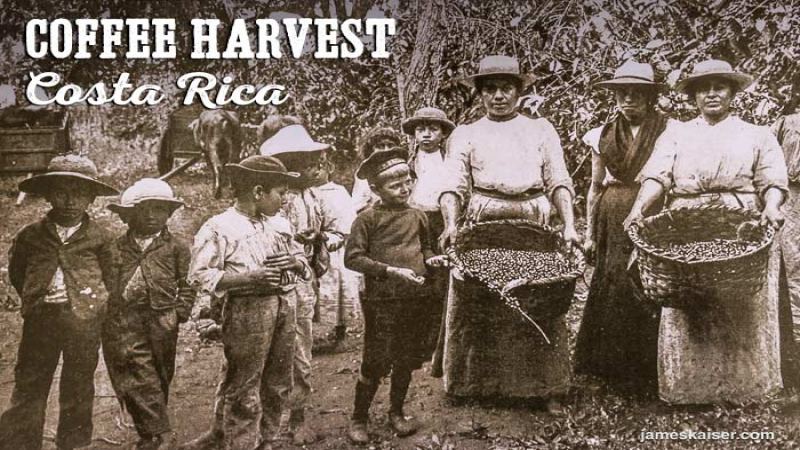 Flavor Profile and Estate Story of Costa Rica Fuego Phoenix Estate SHB Red Honey Process Green Coffee Beans