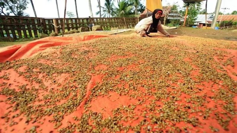 Tropical Fruit-Flavored Coffee Beans: The Flavor Rhythm After Opening