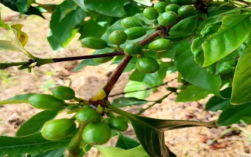 Making Espresso More Palatable: How to Judge the Roast Level of Espresso Beans