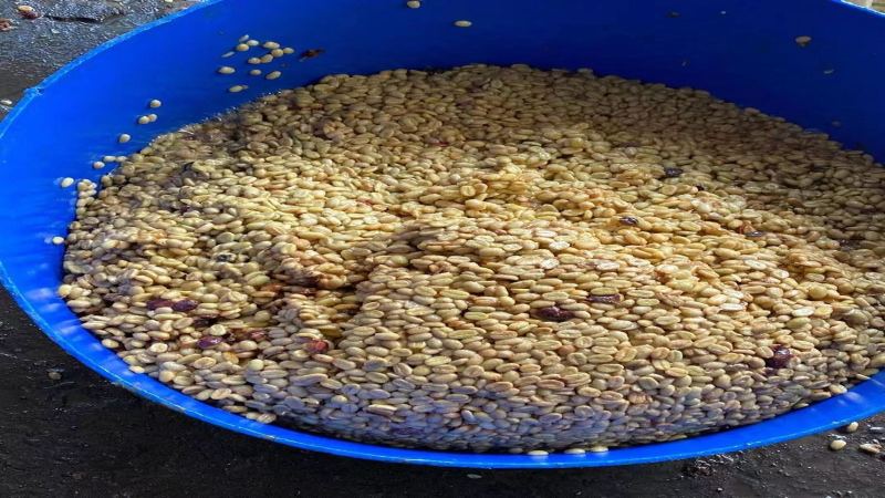 When to Open a Bag of Espresso Beans: The Flavor Clock of Dark and Medium-Dark Roasts