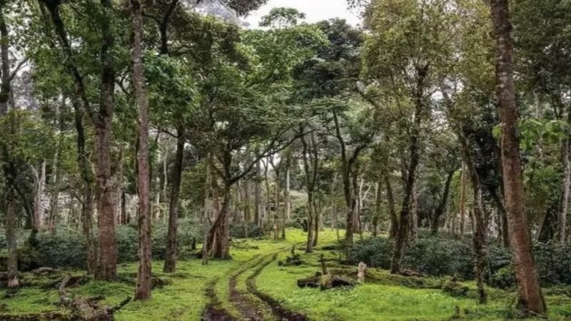 Panama Coffee Farms and the Rise of Geisha Coffee