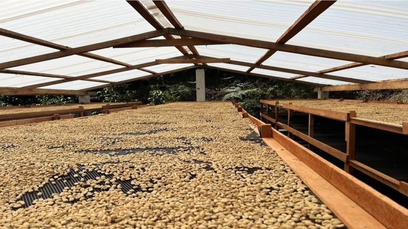 Recommend several coffee beans suitable for making lattes: balancing budget and drinking frequency