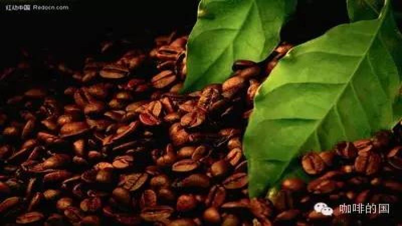 Tracing the Origins of International Coffee Day and an Analysis of the Current Status and Future Path of the Yunnan Arabica Coffee Industry
