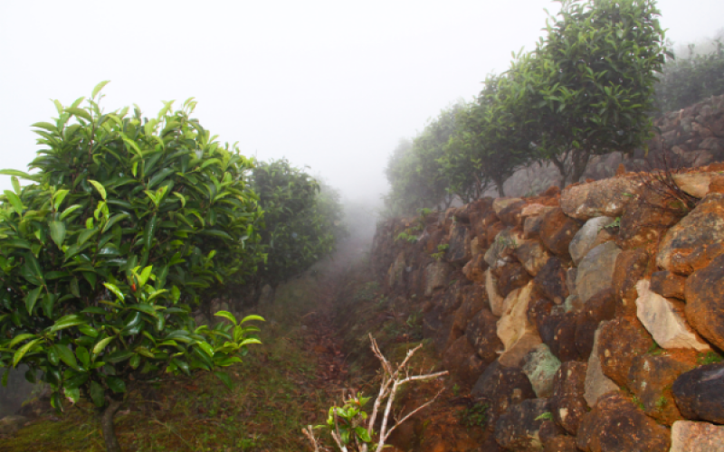 凤凰单枞与武夷岩茶风味差异解析：从苦涩成因到乌岽山产地特质