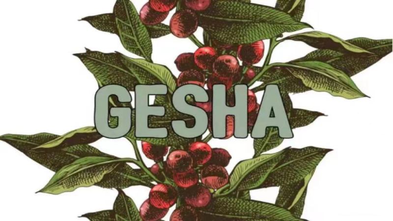 Tracing the Origins of Panama Geisha Coffee Beans: A Full Analysis of Boquete's Famous Estates, Flavor Characteristics, and Pour-Over Parameters


