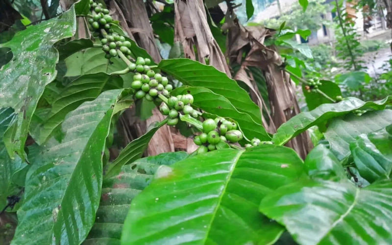 中果咖啡与罗布斯塔的渊源解析：从植物学定义到精品化探索之路