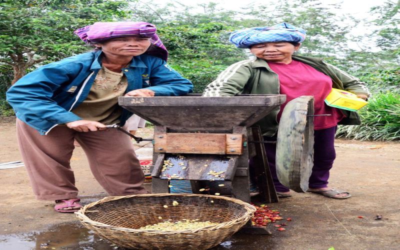 印尼湿刨法全解析：黄金曼特宁的独特风味与完整处理步骤