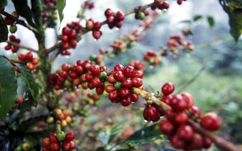 前街洪都拉斯雪莉咖啡豆冲煮指南：酒桶发酵风味与手冲参数全解析