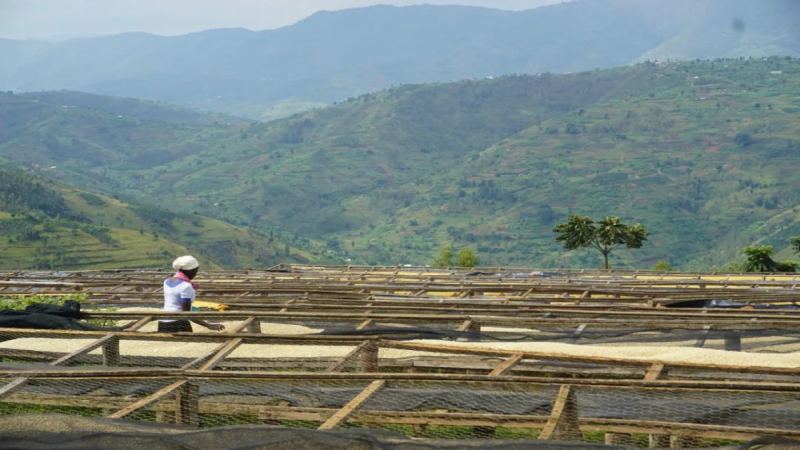 埃塞原生种Heirloom与耶加雪菲：品种溯源、产地风土及前街水洗豆冲煮指南