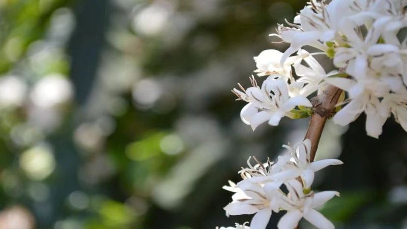 Recommended Coffee Beans with Floral Flavors: Balancing Budget and Drinking Frequency