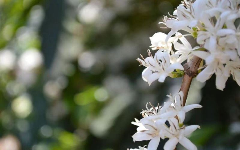 Recommended Coffee Beans with Floral Flavors: Balancing Budget and Drinking Frequency