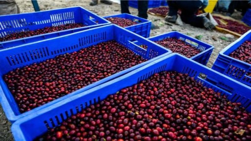 瑰夏与玻利维亚爪哇咖啡品种对比：从起源、豆型到风味冲煮的全面解析