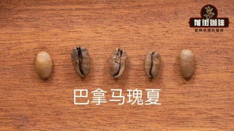 瑰夏咖啡深度指南：翡翠庄园红标绿标蓝标分级解读与风味剖析