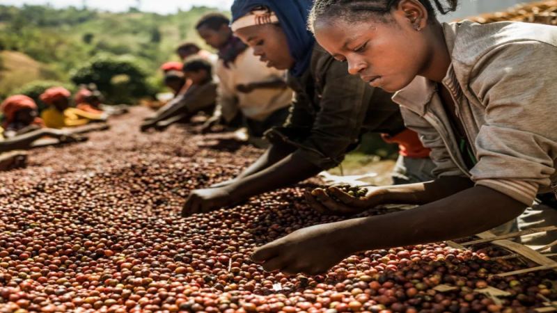 Introduction to Coffee Bean Processing Methods | Why Does Natural Coffee Have High Sweetness and Fermented Flavors? 5 Popular Berry-Flavored Specialty Natural Coffee Beans Recommended


