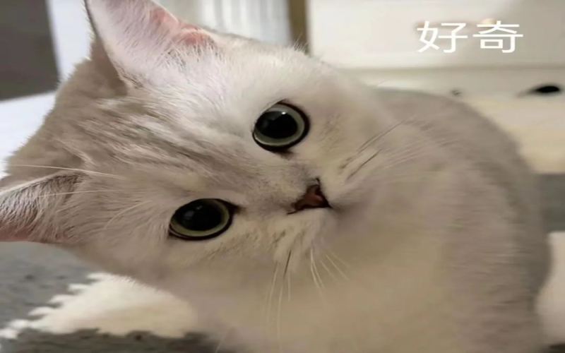 手冲三段式注水时机对风味有何影响？浅烘与中深烘对比实验解析