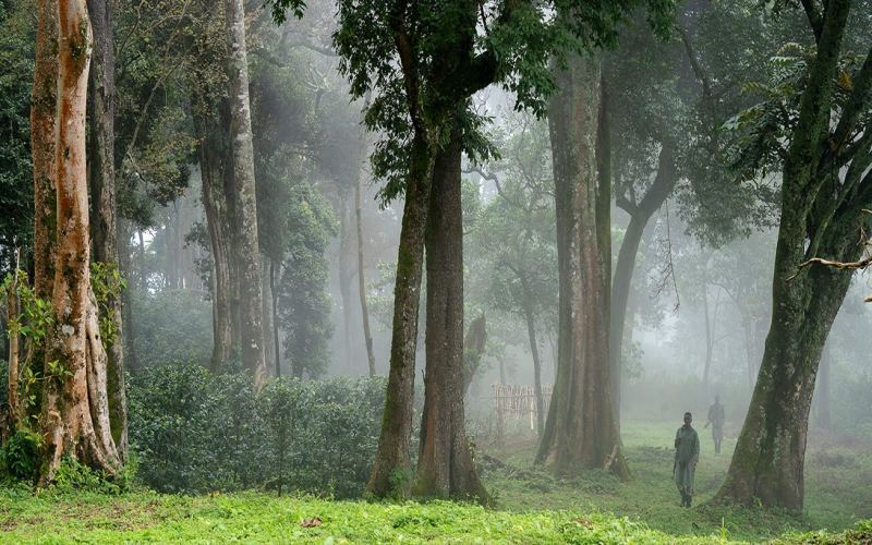 Gesha Village: Tracing the Origins of Ethiopian New Varieties and Recent Auctions