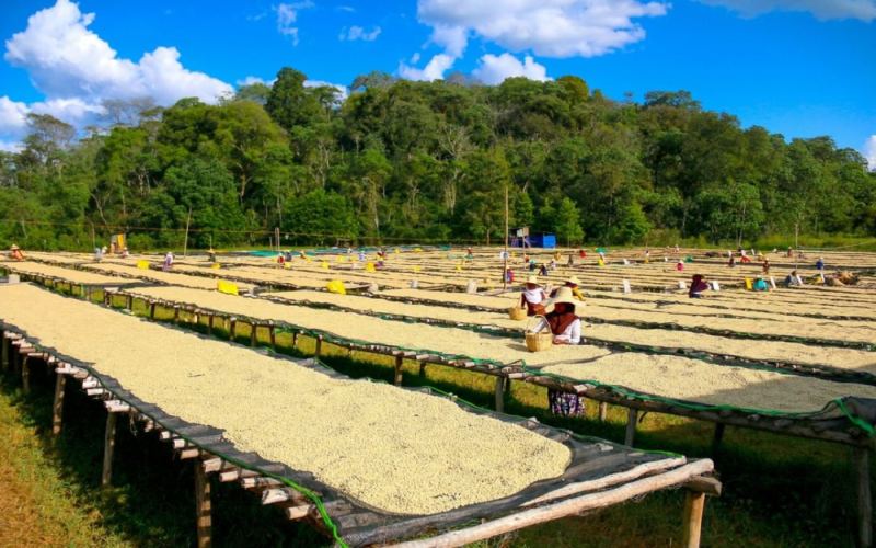 Coffee Yirgacheffe | Is light roast or medium roast better for Yirgacheffe coffee? A classic Ethiopian Yirgacheffe specialty coffee bean recommendation, the top choice for beginners in specialty coffee