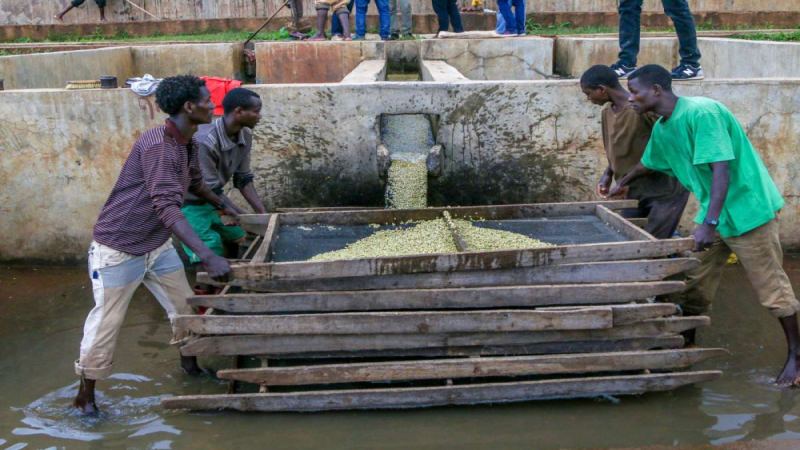 Africa Daily Coffee Beans | Is Ethiopian Coffee Suitable for Pour-Over? Which Is Better, Yirgacheffe Natural or Washed? Beginner-Friendly, High-Value Pour-Over Single-Origin Bean Recommendations