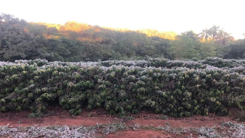 咖啡库存告急：ICE交易所拟重新认证两年前巴西陈豆投放市场