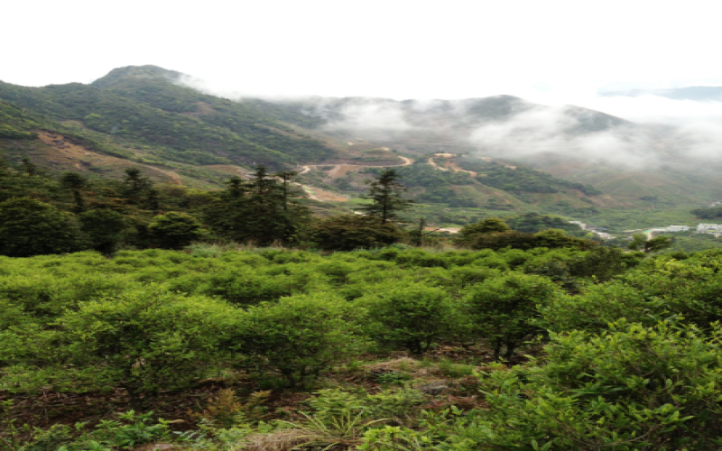 喜茶乌龙茶品类全解析：高山乌龙是否源自台湾冻顶乌龙？