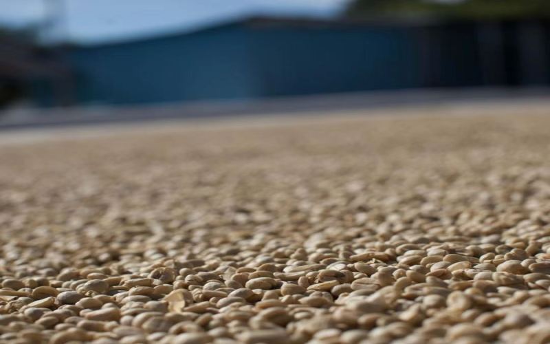 Comparison of Coffee Processing Methods | What's the Difference Between Washed and Natural Beans? 5 Classic High-Quality Washed Pour-Over Coffee Beans Every Beginner Must Buy