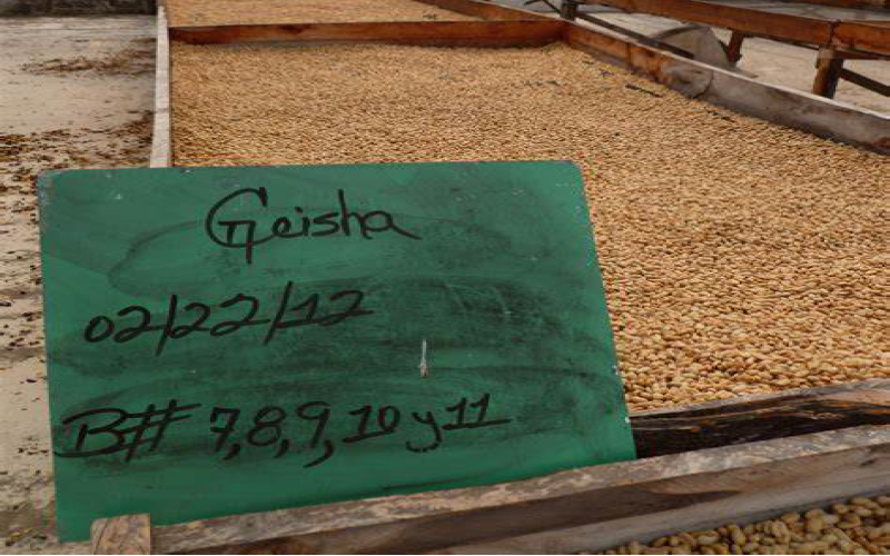 Dark roast beans from roast to cup: drinking at the right time matters more