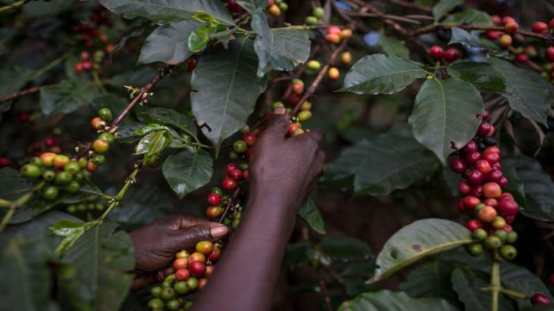 Jamaica Blue Mountain No. 1 Coffee Bean Flavor Analysis: From Typica Variety to Classic Taste and Brewing Key Points