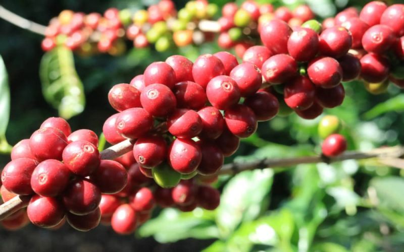 探秘希爪与帕卡斯：两个特色咖啡品种的起源、特性与种植现状