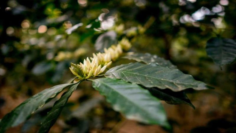 An Inland Gem of the Indochinese Peninsula: The Complete Story of Lao Coffee from Colonial Introduction to Modern Production Regions
