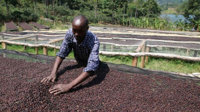 How to Make a Huakui SOE Americano | How to Choose Between Light-Roast and Medium-Roast Sidamo Huakui SOE? What Are the Espresso Extraction Parameters for Natural-Process Huakui?

