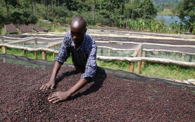 How to Make a Huakui SOE Americano | How to Choose Between Light-Roast and Medium-Roast Sidamo Huakui SOE? What Are the Espresso Extraction Parameters for Natural-Process Huakui?

