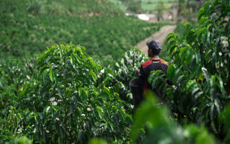 厄瓜多尔咖啡种植区域解析：钦博拉索省有哪些代表性庄园？