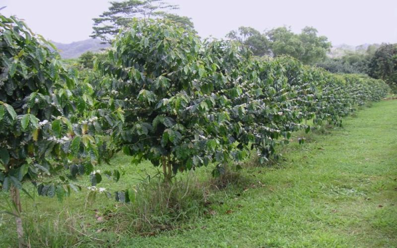 罗布斯塔咖啡豆特点解析：能减肥吗、分级制度与罗豆价格全知道